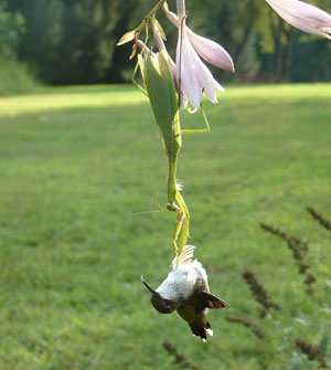 Praying mantis with hummingbird dangling from its forelimbs